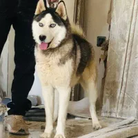 سگ هاسکی نر