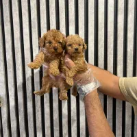 توی پودل / تیکاپ واقعی / نر و ماده|سگ|تهران, تهرانسر غربی|دیوار