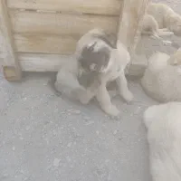 توله سگ نژاد افغان اصل|سگ|بیرجند, |دیوار