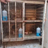 قفس جوجه گیری