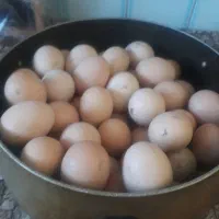 تخم مرغ محلی