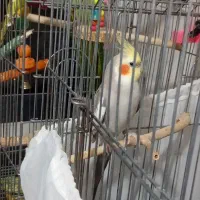 دوعدد عروس هلندی سخنگو