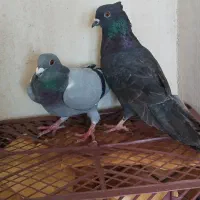 پرنده|پرنده|کشاورز, |دیوار