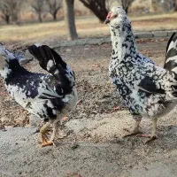 جوجه گلین