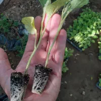 نشا گوجه بادمجان فلفل