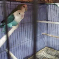 فروش یه جفت طوطی کوتوله برزیلی رنگ خاص