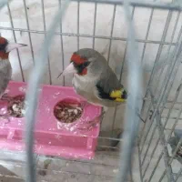 سهره نرشوربخون