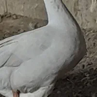 فروش قوغاز چینی ولیندایی