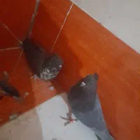 کفتر پرشی قاره