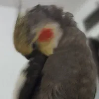 گمشده 6/13|حیوانات|شیراز, فخرآباد (دروازه کازرون)|دیوار