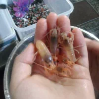 ۵عدد لابستر