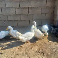 غاز/قوغاز/اردک محلی/اردک خارجی|حیوانات مزرعه|دوزین, |دیوار