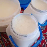 ماست گاو