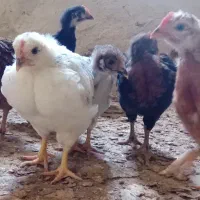 جوجه مرغ و خروس