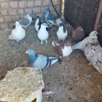 ۱۱ کبوتر پرشی فیلم هم موجود