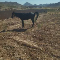 اسب مادیان 3به4فروش|اسب و تجهیزات اسب‌سواری|تربت جام, جلگه موسی آباد|دیوار