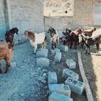 بزغاله پاکستانی نر۱۰ راس. بز میش بره|حیوانات مزرعه|رضویه, |دیوار