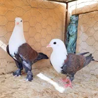 کبوتر.کله سفید جفتی