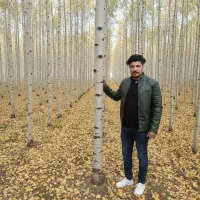 عرضه مستقیم نهال صنوبر با قیمت تولیدکننده