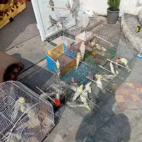 حراج عروس هلندی