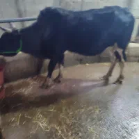 گاو گیل دورگ شش ماه حامله