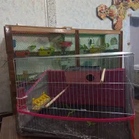 ۲عدد مرغ عشق نر و ماده با قفس|پرنده|چالدران, |دیوار