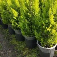 لاوسن همه سایزهاموجودمیباشد