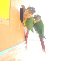 طوطی گرینچیک اناناسی|پرنده|تربتحیدریه, قائم|دیوار