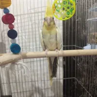 عروس هلندی نر و بسیار سر حال|پرنده|دماوند, گیلاوند|دیوار