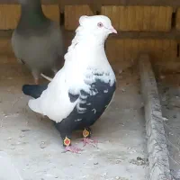 کبوتر دمب سیاه