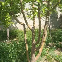 فروش-باغچه-چهار-دیواری