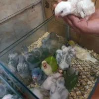 دنیای راهب گیرینچیک نرماده رام سخنگو همه رنگ سنین|پرنده|تهران, سلسبیل شمالی|دیوار