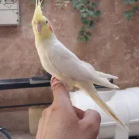 عروس هلندی با قفس