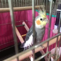 عروس هلندی نر