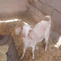 بز پاکستانی با یک راس بزمحلی وکره نربافق|حیوانات مزرعه|بافق, |دیوار