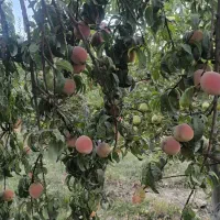 فروش خانه باغ