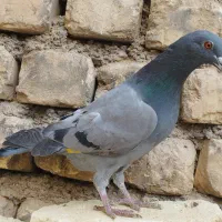 پلاکی جان اردن