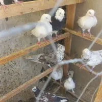 کبوتر کفتر