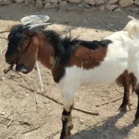 پازن هیکل دارازنژاد دوقلو زا|حیوانات مزرعه|بوشهر, |دیوار