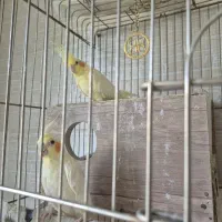عروس هلندی مولد
