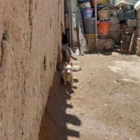 پاکوتاه