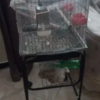 دو تا قفس بزرگ طوطی سانان