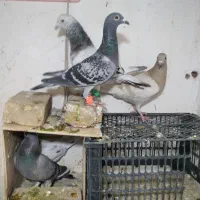 کفتر جفتگاه