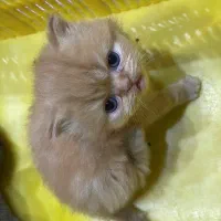 پرشین سوپر فلت نر|گربه|قزوین, |دیوار