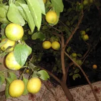 فروش لیموترش|حراج|لنگرود, |دیوار