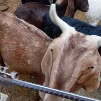 4بز شیری|حیوانات مزرعه|سراوان, |دیوار