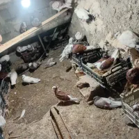 کبوتر|پرنده|ماکو, |دیوار