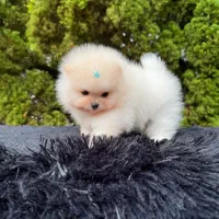 پامرانین عروسکی|سگ|تبریز, |دیوار