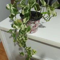 انواع گل|گل و گیاه طبیعی|تالش, هشتپر|دیوار