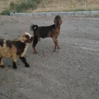 بز شکم اول با یه کهره نر خراک خور جنس هل